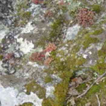 Click para ampliar. Pulsa en el nombre para ver la ficha. ¿Podomorfo Galaico?